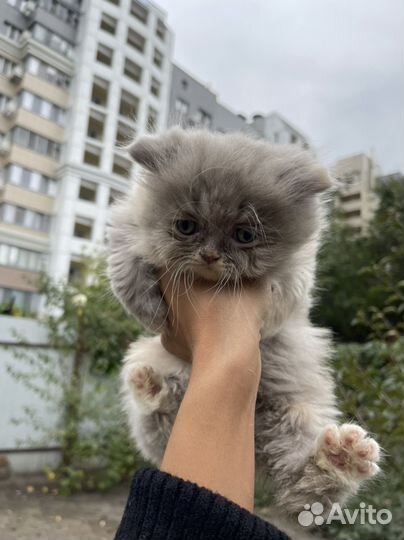 Котята экзоты