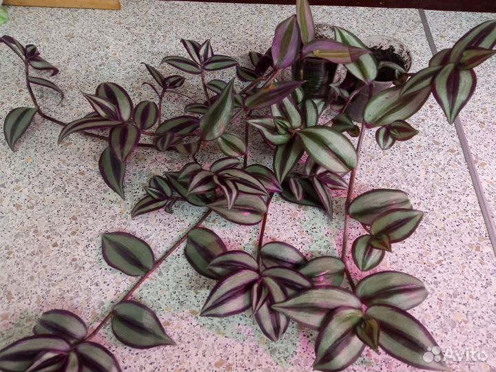 Традесканция