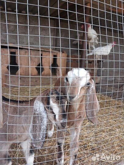 Дойные нубийские козы