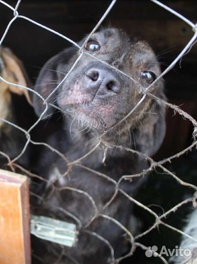 Джина ищет дом