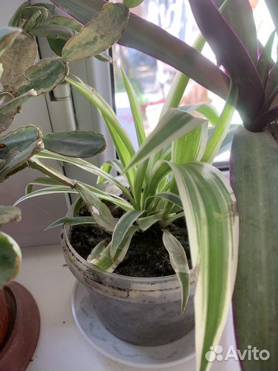 Комнатные цветы