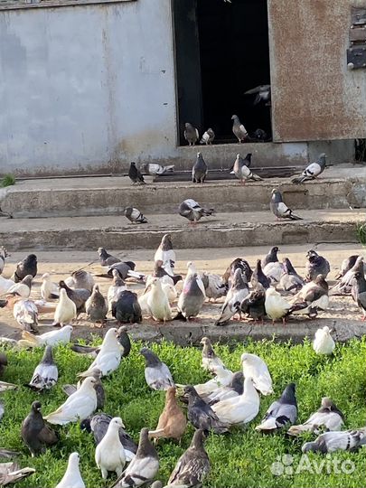 Голуби домашние