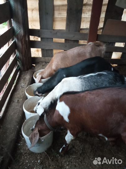 Нубийские козочки