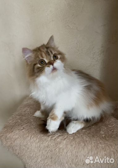 Хайленд страйт