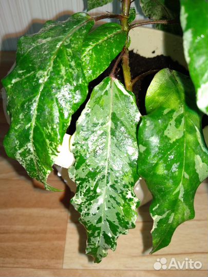 Гибискус(китайская роза)