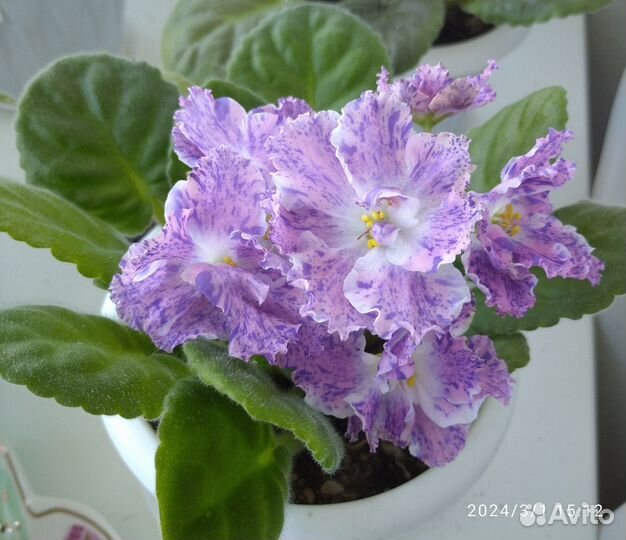 Сортовые фиалки:6 сортов (листы на срез)