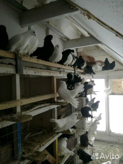 Голуби статные