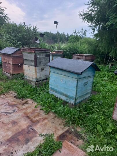 Пчелы и улья