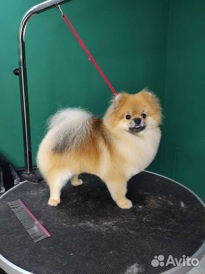 Груминг собак