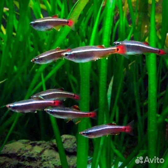 Аквариумные рыбки, растения, аквариум