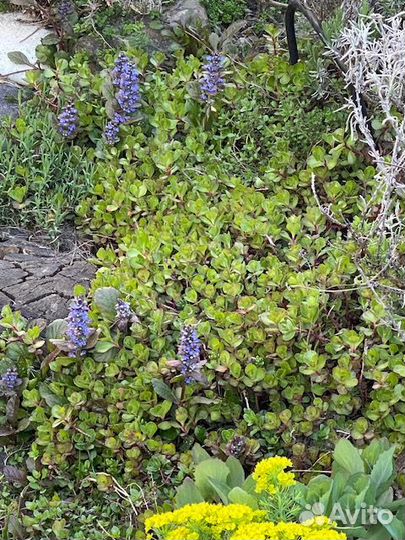 Почвопокровные растения. Ирис карликовый Астранция