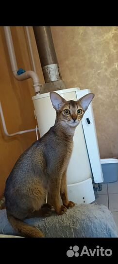 Абиссинская кошка