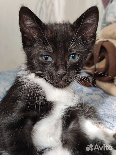 Отдам котят