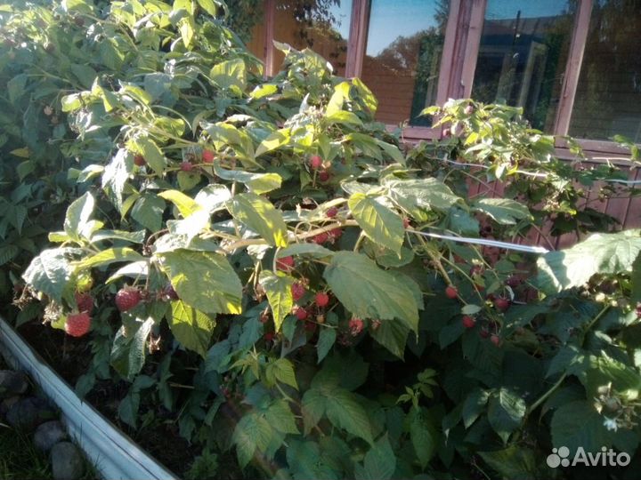 Полноценные кусты сортовой малины