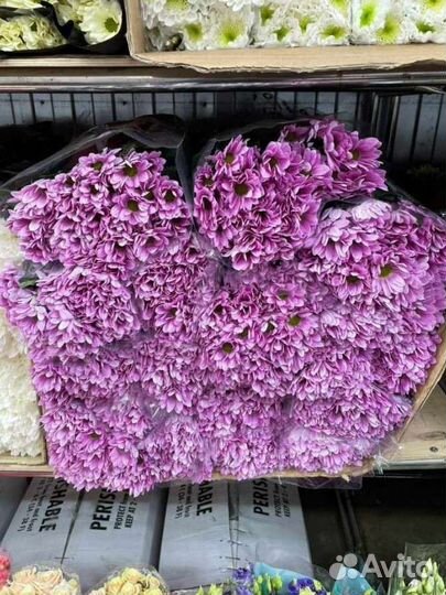 Хризантема цветы букет доставка цветов Москва