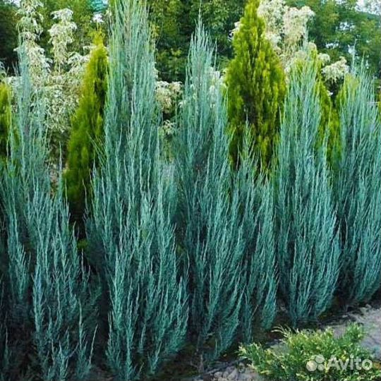 Можжевельник