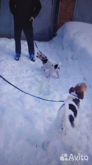 Фокстерьер продажа щенков