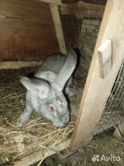 Кролики мясных пород