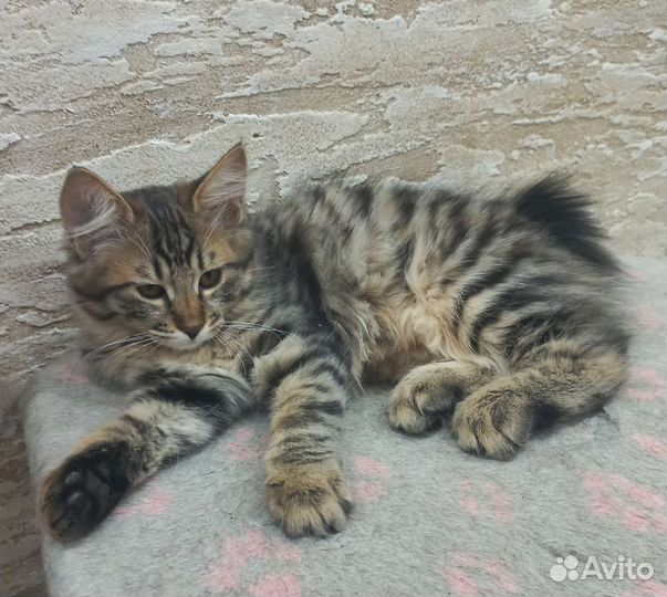 Курильский бобтейл