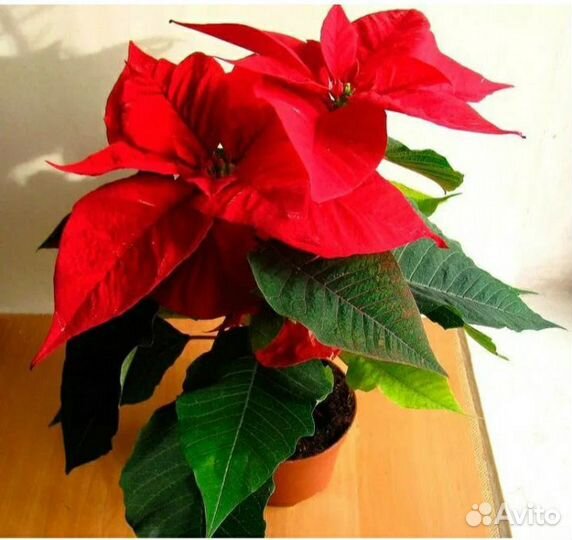 Домашние цветы