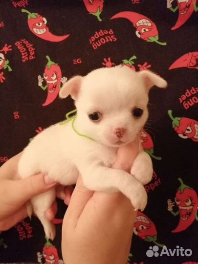 Чихуахуа разные окрасы