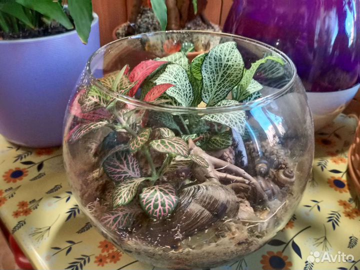 Флорариум с фиттониями