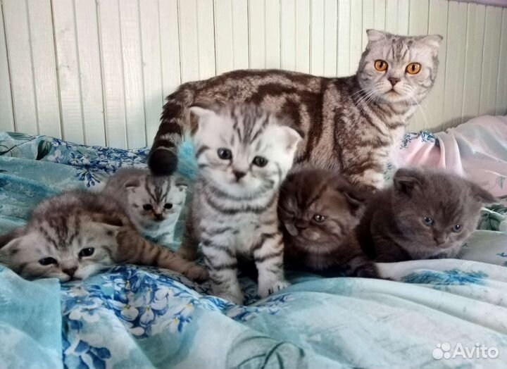 Шотландские котята