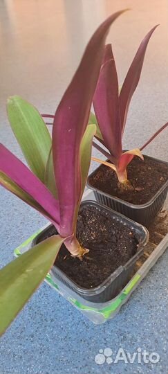 Традесканция рео