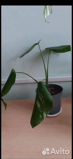 Монстера альба