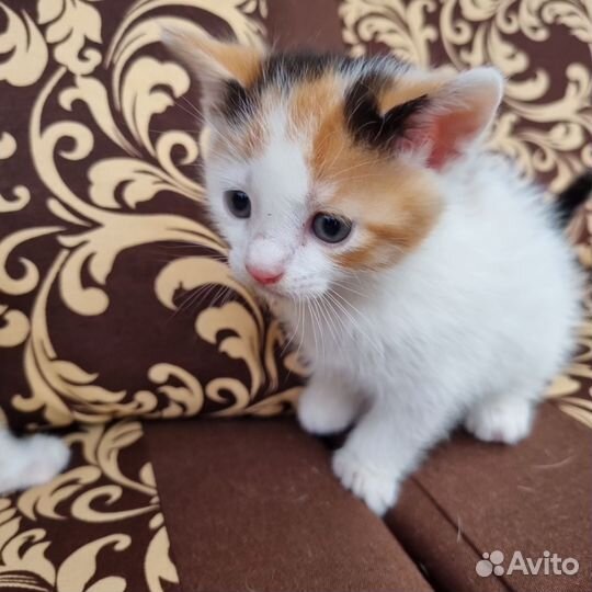 Кошка в дар