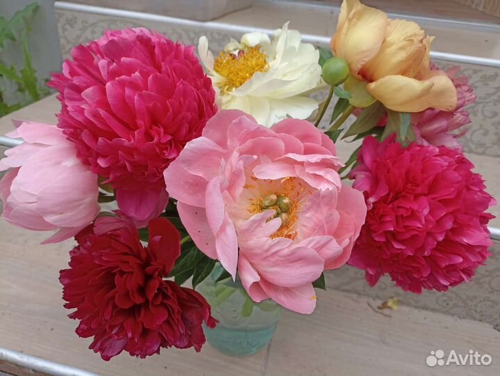 Пионы из моего сада корни