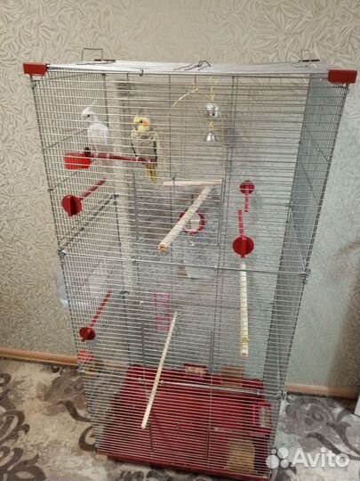 Попугай корелла парочка