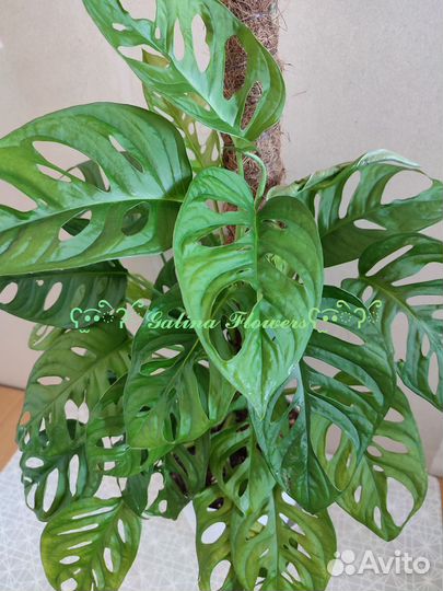 Сциндапсусы (эпипремнумы)