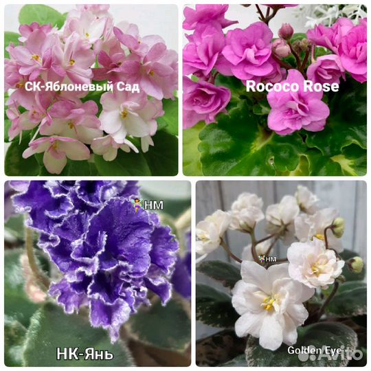 Сортовые фиалки мини