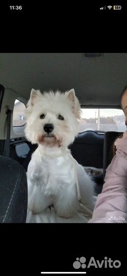 Вест хайленд вайт терьер