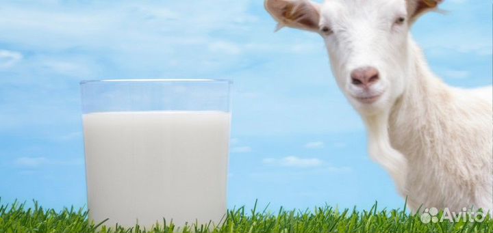 Козье молоко