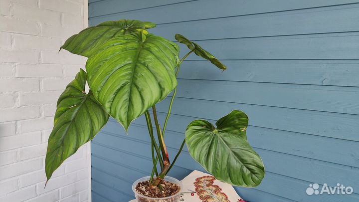 Филодендрон Колумбия / philodendron Columbia