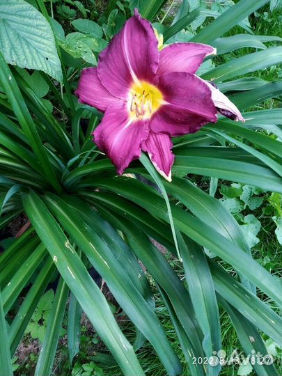 Садовые многолетники