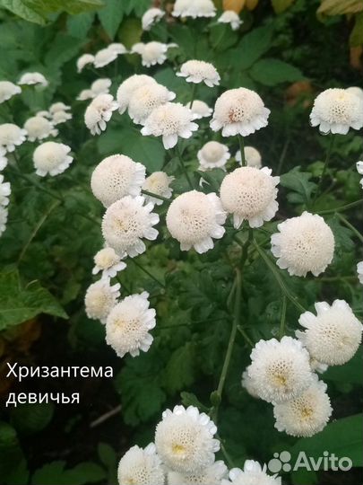 Неприхотливые многолетники