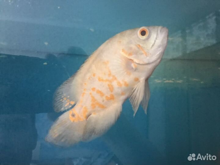 Рыба оскар