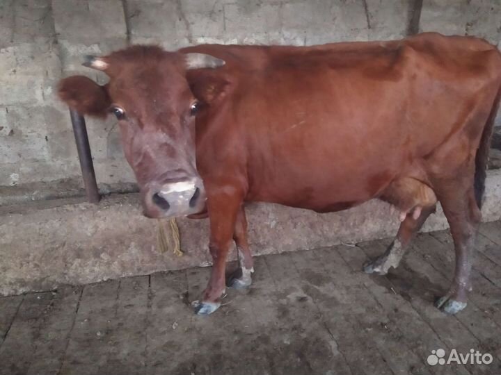 Бычки телята коровы