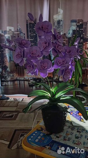 Орхидея-ночник