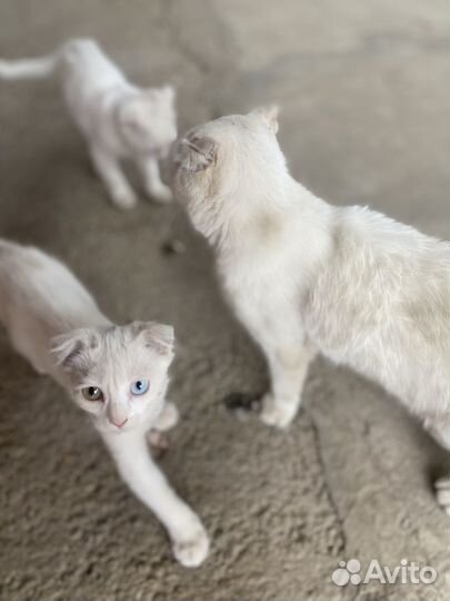 Котята в добрые руки бесплатно