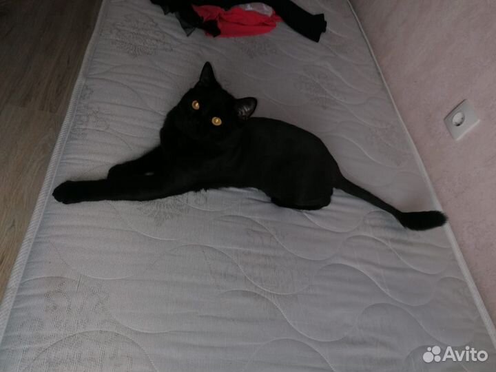 Котик в дар