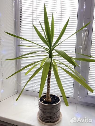 Пальма юкка 82 см