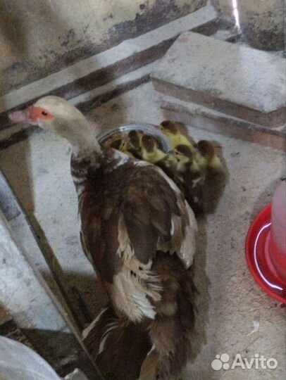 Индо утка с утятами