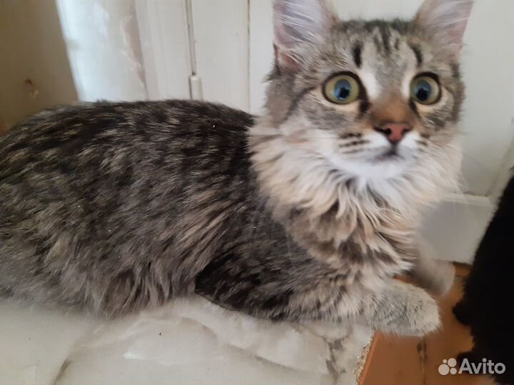 Отдам в добрые руки кошечку