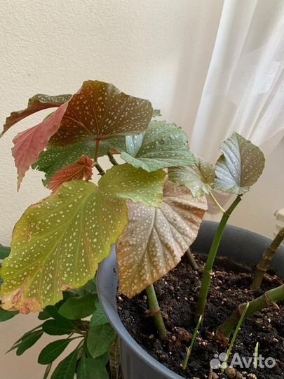 Комнатные растения