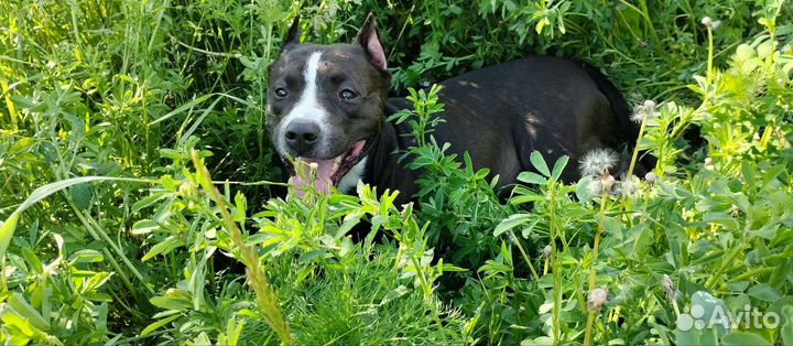 Питбультерьер