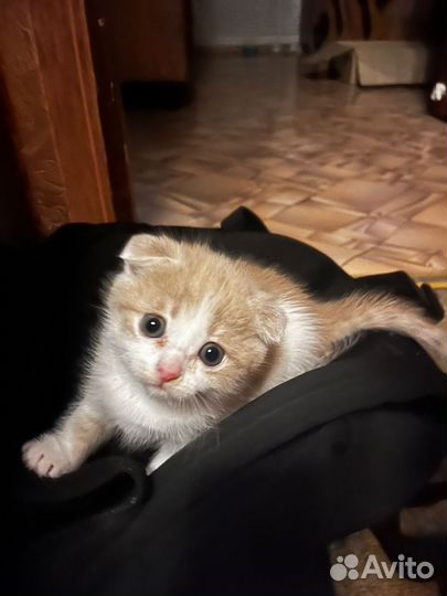 Британские котята